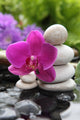 Blooms