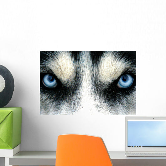 husky siberien Wall Mural