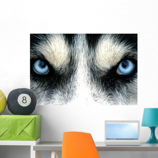 husky siberien Wall Mural