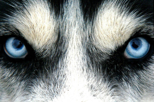 husky siberien Wall Mural