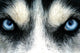 husky siberien Wall Mural