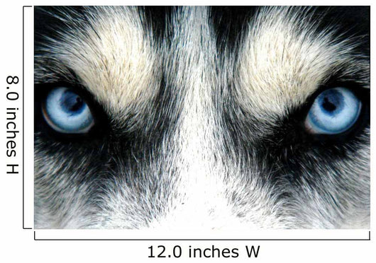 husky siberien Wall Mural