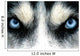 husky siberien Wall Mural