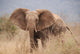 Elephant to Attack Ready Wall Mural