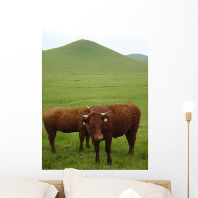 Vaches Salers Au Pied Wall Decal shown on a wall
