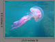 Mediterranean Jellyfish Near Surface Wall Mural