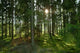 Forest 2 Wall Decal