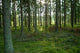 Forest 4 Wall Decal