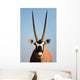 Gemsbok Antelope Wall Mural