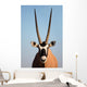Gemsbok Antelope Wall Mural