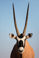 Gemsbok Antelope Wall Mural