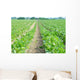 Green Field Wall Decal