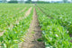 Green Field Wall Decal