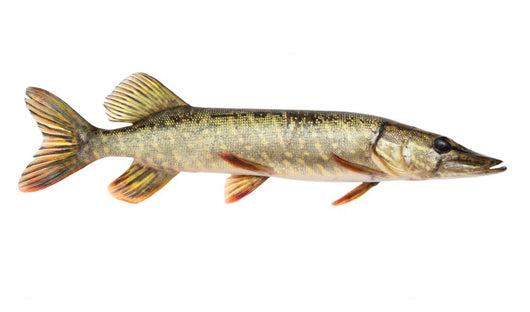 Pike
