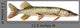 Pike