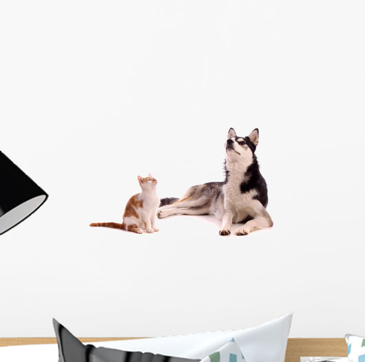young cat with young dog Husky looking up Wall Decal