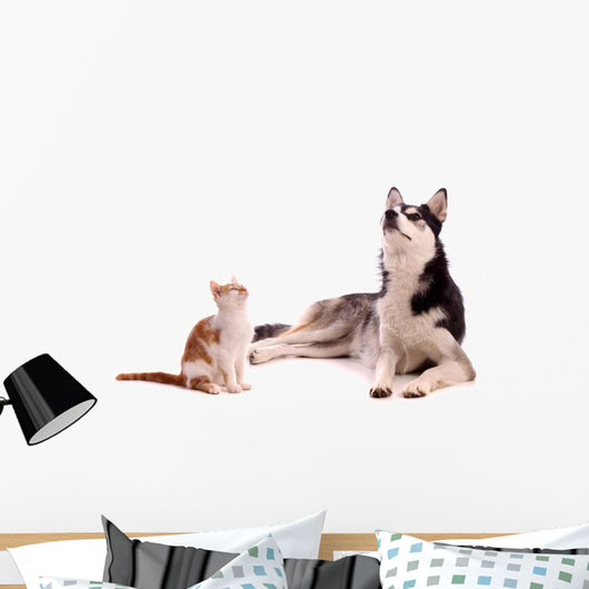 young cat with young dog Husky looking up Wall Decal