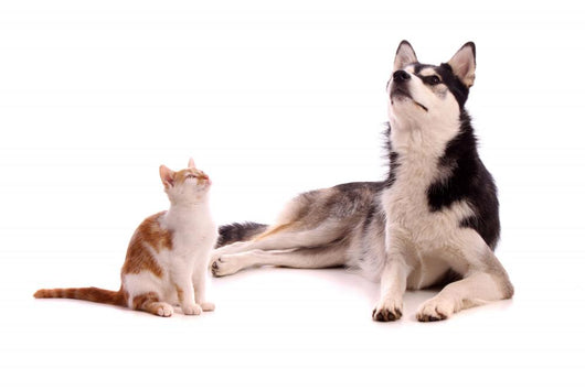 young cat with young dog Husky looking up Wall Decal