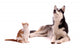 young cat with young dog Husky looking up Wall Decal