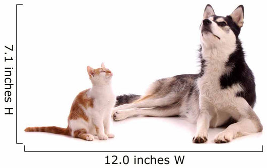 young cat with young dog Husky looking up Wall Decal