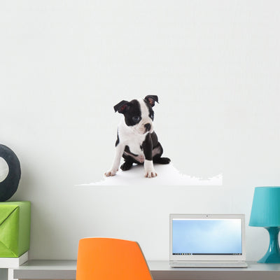 Boston Terrier Wall Decal shown on a wall