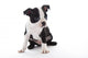 Boston Terrier Wall Decal