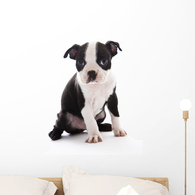 Boston Terrier Wall Decal shown on a wall