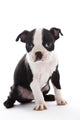 Boston Terrier Wall Decal