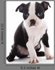 Boston Terrier Wall Decal