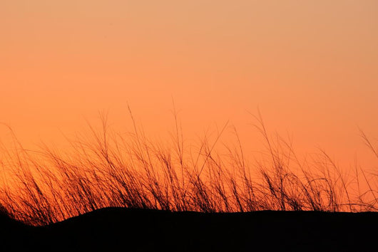 Grass Silhouette Dune Sunset Wall Decal