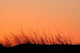 Grass Silhouette Dune Sunset Wall Decal