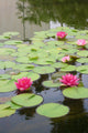 Lily Pond Wall Mural