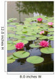 Lily Pond Wall Mural