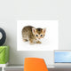 Small Kitten Looks Curious Wall Decal