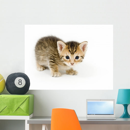 Small Kitten Looks Curious Wall Decal