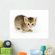 Small Kitten Looks Curious Wall Decal