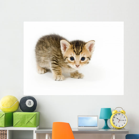 Small Kitten Looks Curious Wall Decal