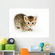 Small Kitten Looks Curious Wall Decal