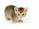 Small Kitten Looks Curious Wall Decal