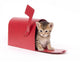 Small Kitten Hides Inside of Red Mailbox Wall Decal