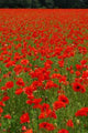 Red Poppy Field Wall Decal