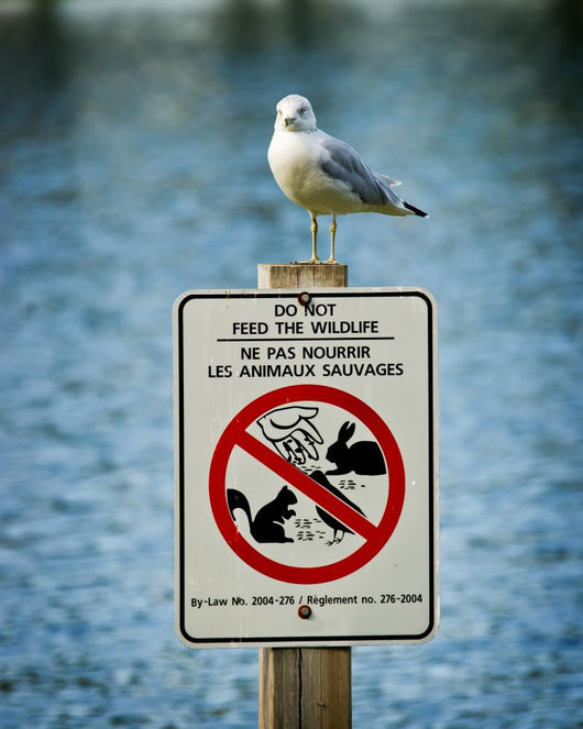 Seagull Perched Atop Wildlife Sign Wall Mural
