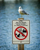 Seagull Perched Atop Wildlife Sign Wall Mural