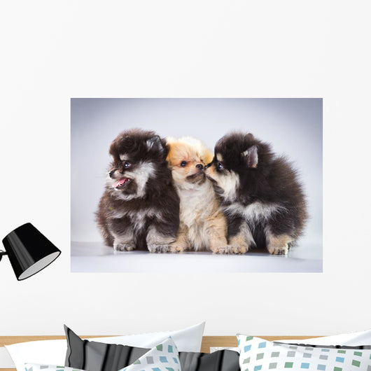 Pomeranian Puppies Wall Mural