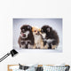 Pomeranian Puppies Wall Mural