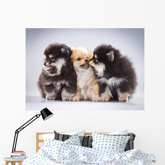 Pomeranian Puppies Wall Mural