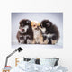 Pomeranian Puppies Wall Mural