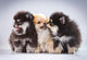 Pomeranian Puppies Wall Mural