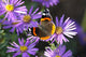 Vanessa Atalanta Wall Decal