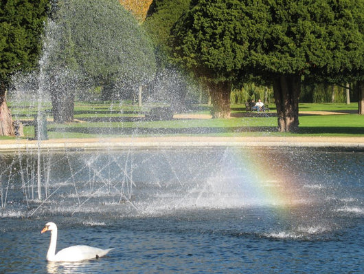 Swan Wall Mural